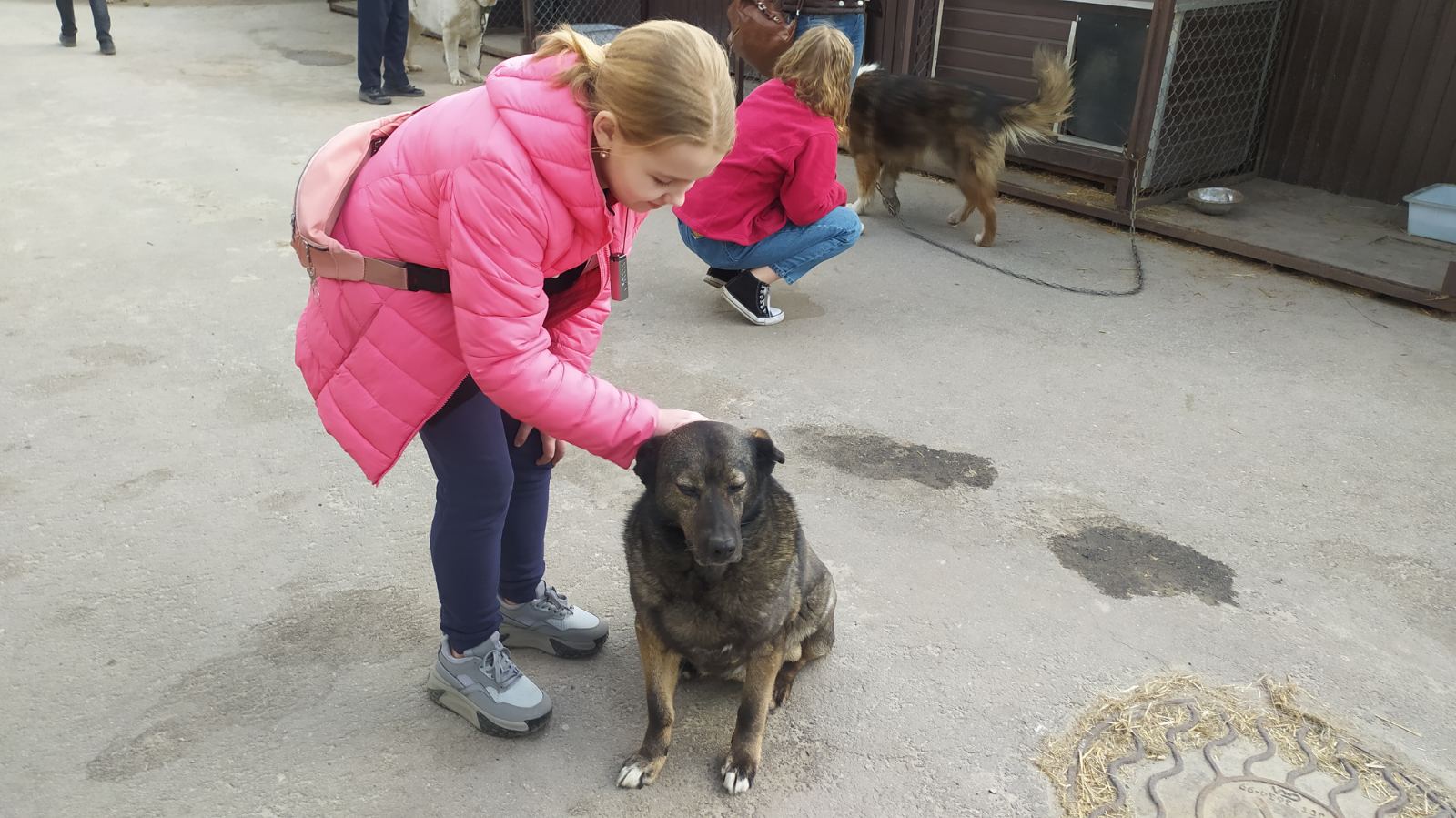 Приют сострадание в нижнем новгороде для животных. Приют сострадание в Нижнем Новгороде. Приют для животных. Милосердие к животным. Сострадание к животным.